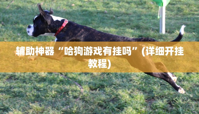 辅助神器“哈狗游戏有挂吗”(详细开挂教程)